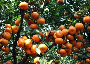 Azerbaijan resumes mandarin sales to Turkmenistan