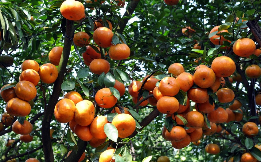 Azerbaijan resumes mandarin sales to Turkmenistan