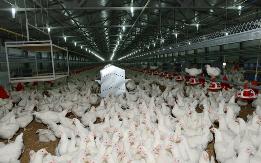 Azerbaijan increases domestic poultry up to a maximum