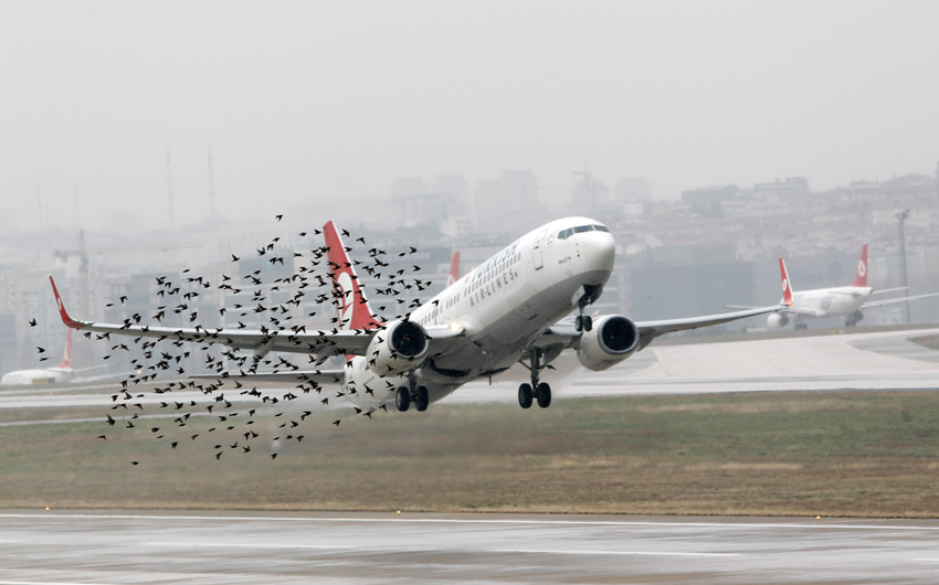 Перелетные птицы создают проблемы при взлете и посадке самолетов в аэропорту имени Ататюрка