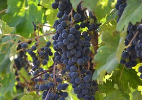 38 tons of grapes exported from Azerbaijan to Russia’s Volgograd