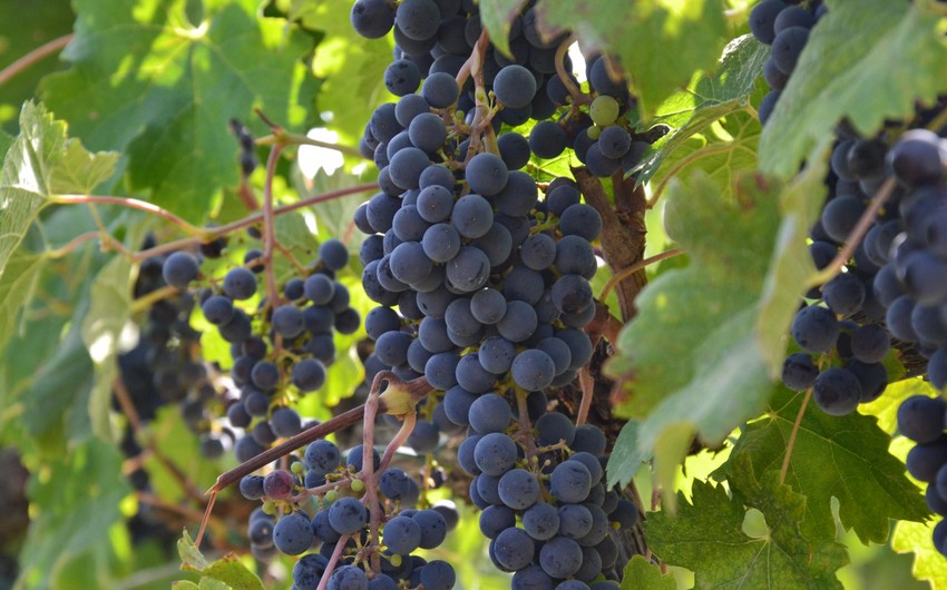 38 tons of grapes exported from Azerbaijan to Russia’s Volgograd