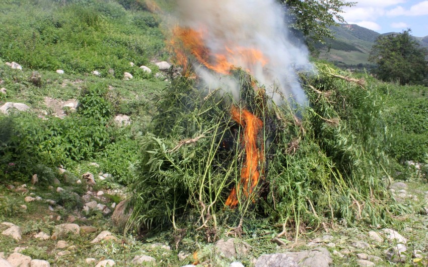 Свыше тонны дикорастущей конопли уничтожили полицейские Гусара