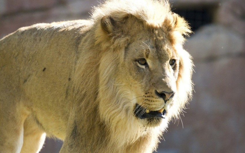 В России лев напал на работника зоопарка, когда тот отвернулся