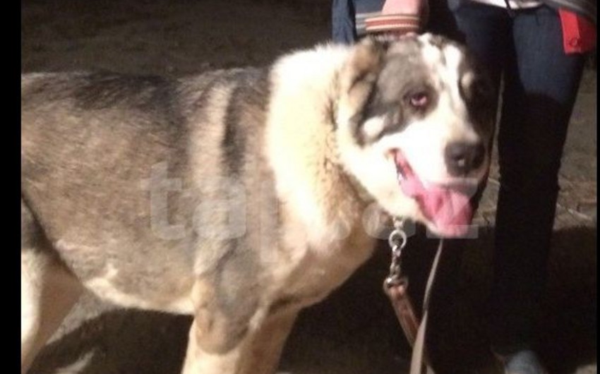 В Азербайджане украдена породистая собака судьи - ФОТО
