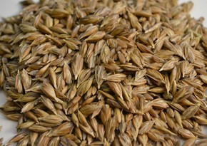 Правительство России запретило экспорт твердой пшеницы на полгода с 1 декабря