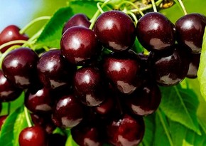 Azerbaijan's profit from export of cherry and sweet cherry up over 7%
