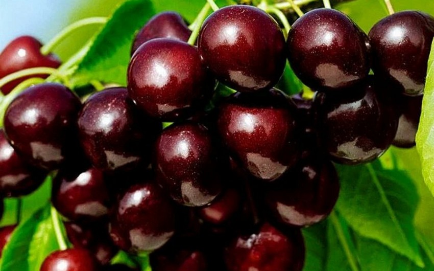 Azerbaijan's profit from export of cherry and sweet cherry up over 7%