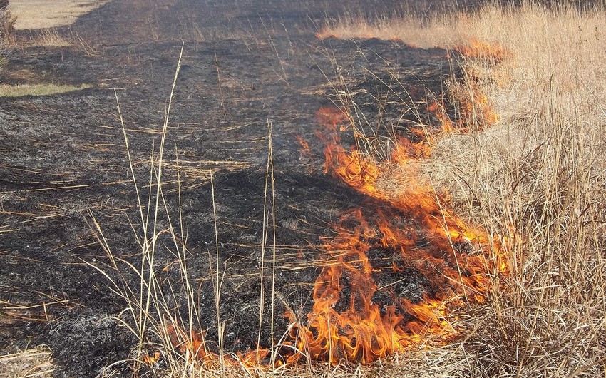 В горной местности в Исмаиллы произошел пожар
