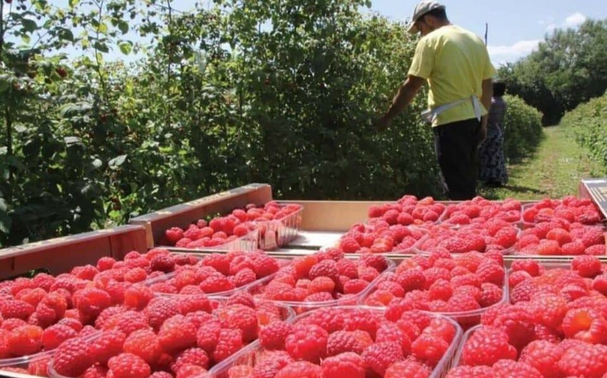 AQTA 36 ton moruğun Rusiyadan geri qaytarılması məlumatlarına aydınlıq gətirib - YENİLƏNİB