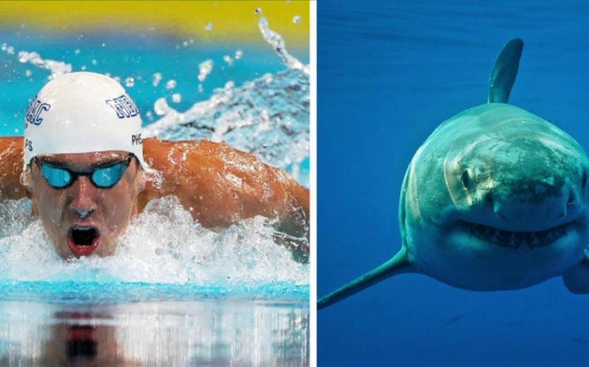 Олимпийский чемпион Майкл Фелпс проиграл заплыв белой акуле - ВИДЕО