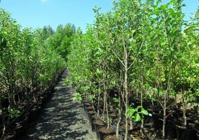 Azerbaijan begins importing fruit trees from Pakistan