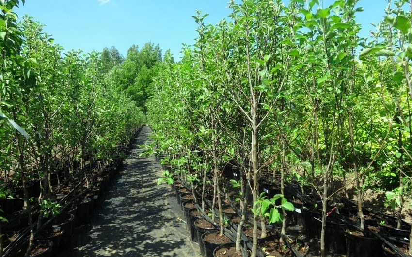 Azerbaijan begins importing fruit trees from Pakistan