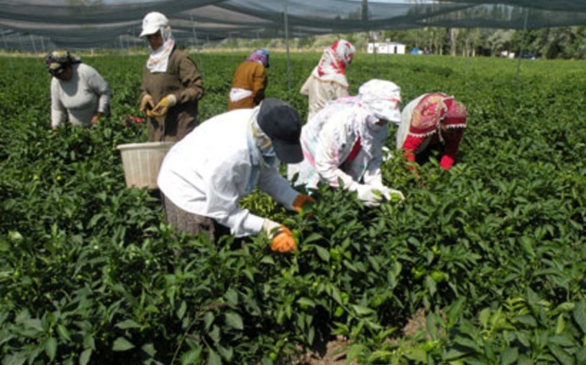 Регионы Азербайджана будут специализироваться на производстве сельхозпродукции
