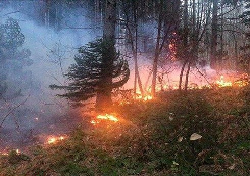 В четырех провинциях Ирана горят леса