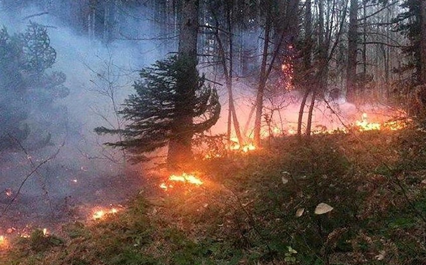 Wildfires engulf forests in multiple Iranian provinces