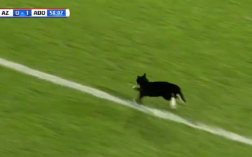Матч голландского чемпионата приостановлен из-за выбежавшей на поле кошки - ВИДЕО