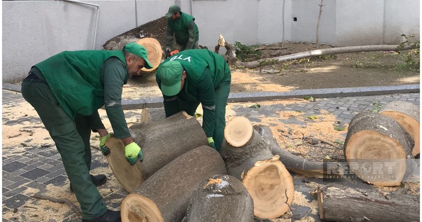 Bakıda küləyə görə 52 ağac və budaq qırılıb