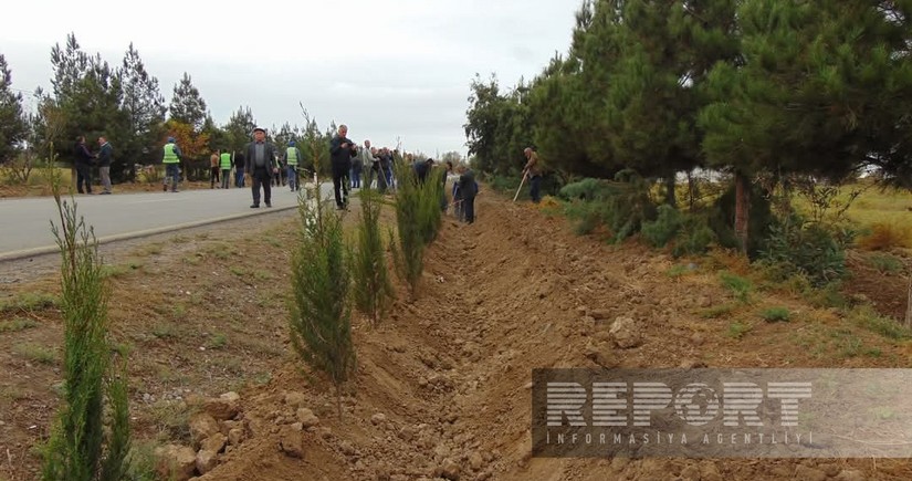 “Yaşıl dünya naminə həmrəylik ili” çərçivəsində Biləsuvarda 2 mindən çox ağac əkilib