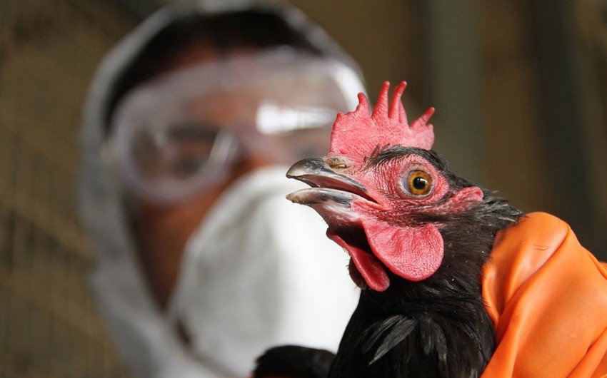 Results of monitoring on bird flu in Azerbaijan announced