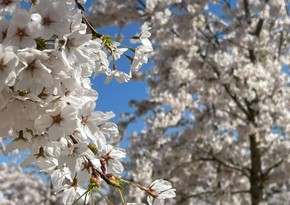 Azerbaijan weather forecast for April 18