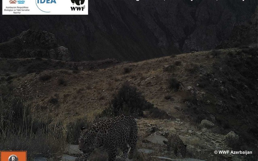 В Нахчыване самка и детеныш леопарда попали в кадр фотоловушки - ВИДЕО