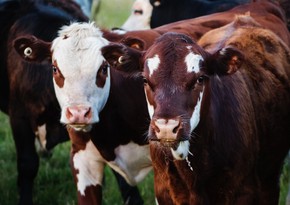 Германия более чем в 10 раз увеличила экспорт крупного рогатого скота в Азербайджан