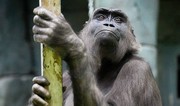 Police hunt 40 monkeys that escaped from South Carolina research facility