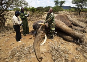 Экологи: Слоны в Эфиопии вымирают из-за нелегальных поселений
