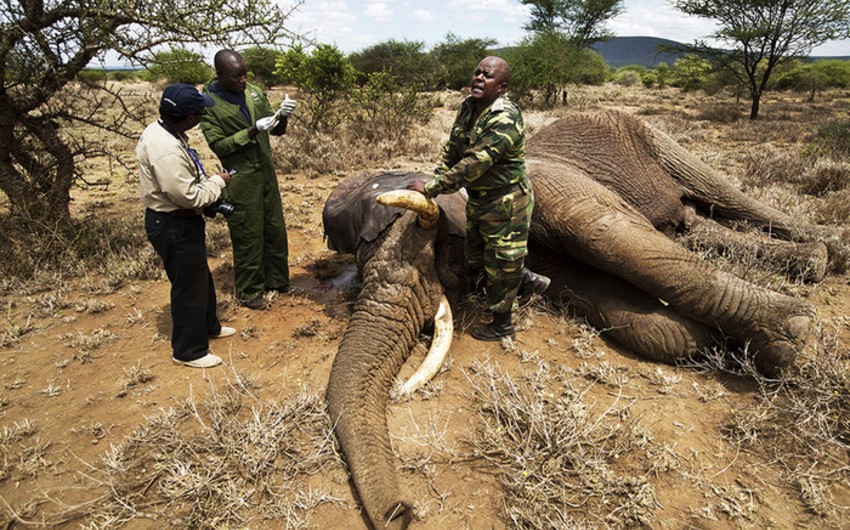 Экологи: Слоны в Эфиопии вымирают из-за нелегальных поселений