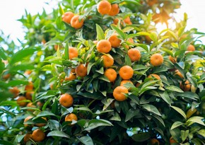 Azerbaijan begins importing mandarins from 2 countries