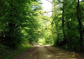 Iranian part of Hirkan forests included on the UNESCO World Heritage List