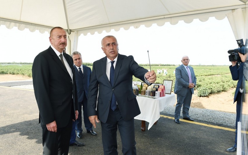 Prezident İlham Əliyev Lənkəranda “Astara Çay” MMC-nin çay plantasiyalarına baxıb