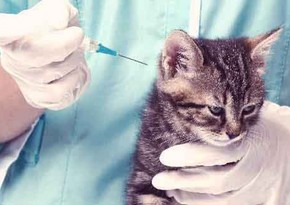 FDA approves first oral treatment for cats with diabetes