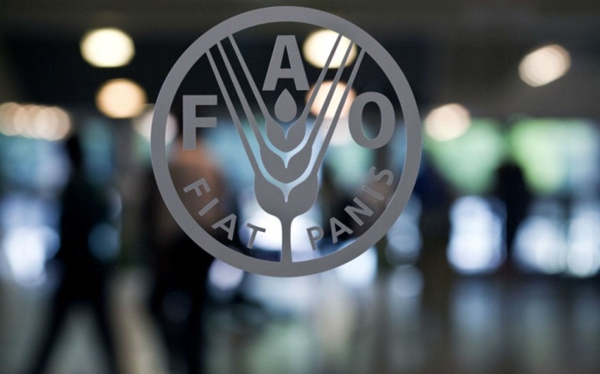 FAO: Мировые цены на продовольствие снижаются 6 месяцев подряд