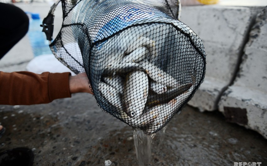 Запрещается ввоз в Азербайджан некоторых рыболовных устройств