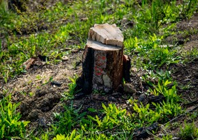 Возбуждено уголовное дело по факту незаконной вырубки деревьев в Баку