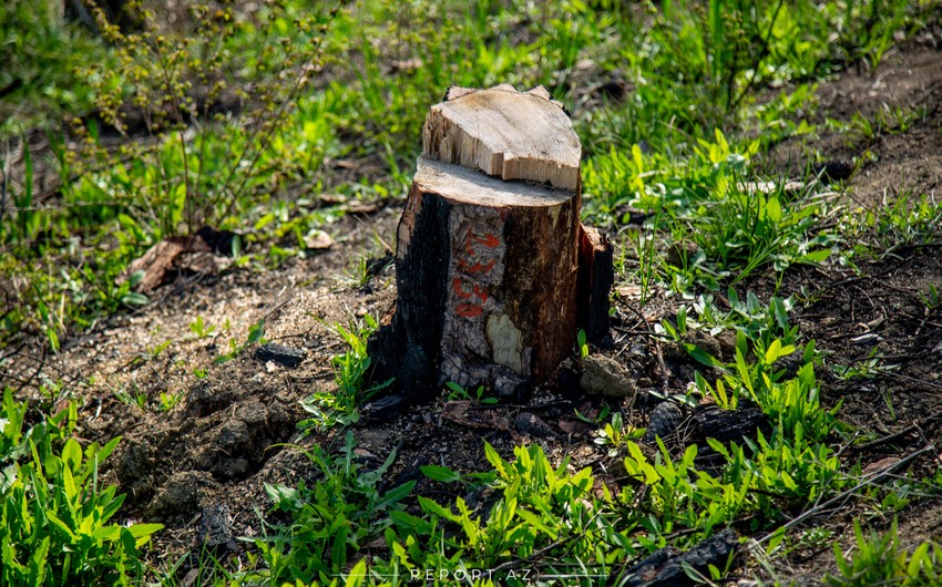 Возбуждено уголовное дело по факту незаконной вырубки деревьев в Баку