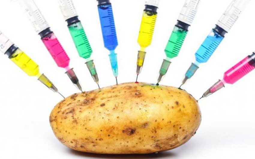 Генетики из США создали ГМО-картошку золотого цвета
