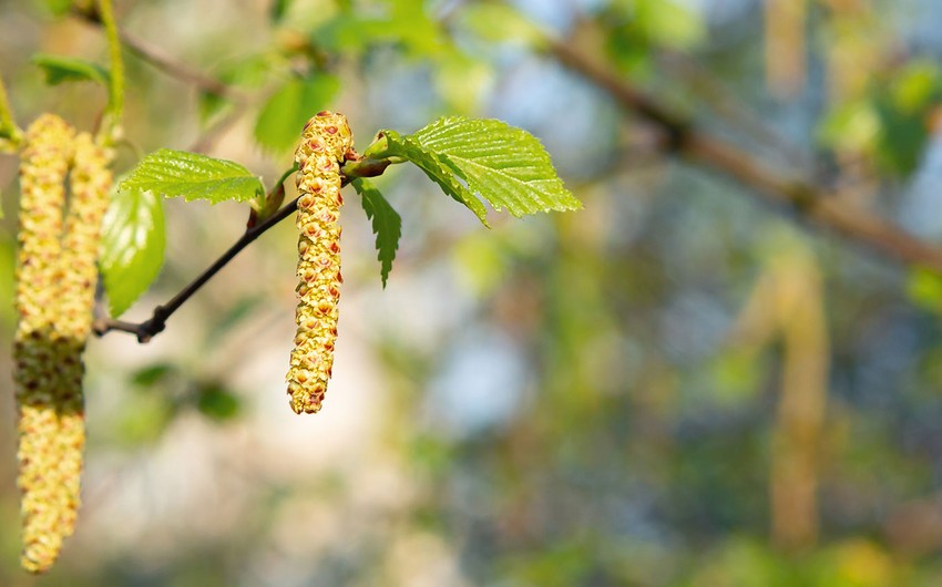 Ученые выяснили, что пыльца растений может менять погоду