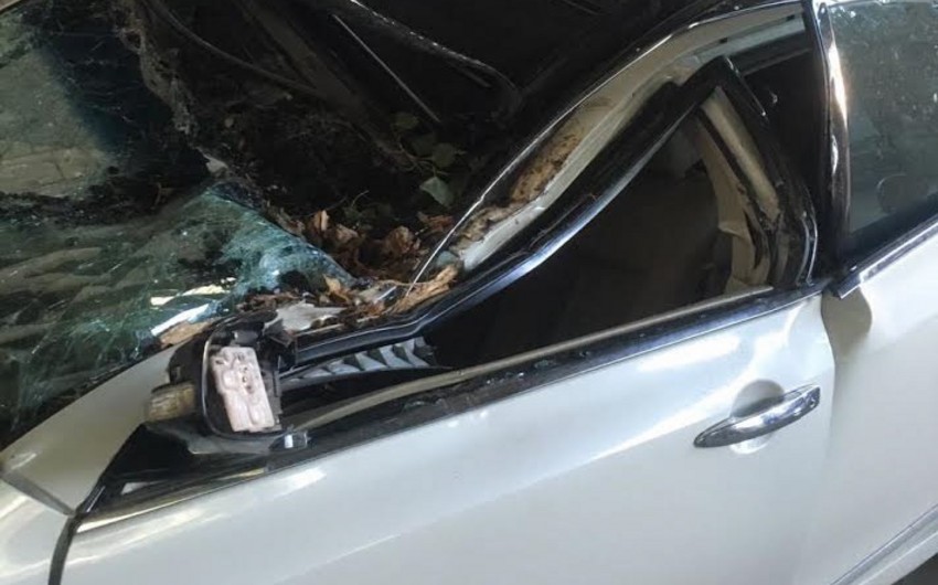 В Мингячевире крупноствольное дерево повалилось на автомобиль, есть пострадавший - ФОТО