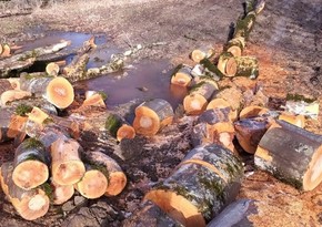 Şabranda meşə ağaclarını kəsən 3 nəfər saxlanıldı