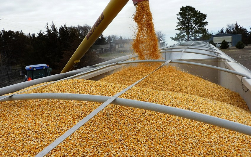 В Азербайджан из Красноярского края экспортировано 1,2 тыс. тонн зерна