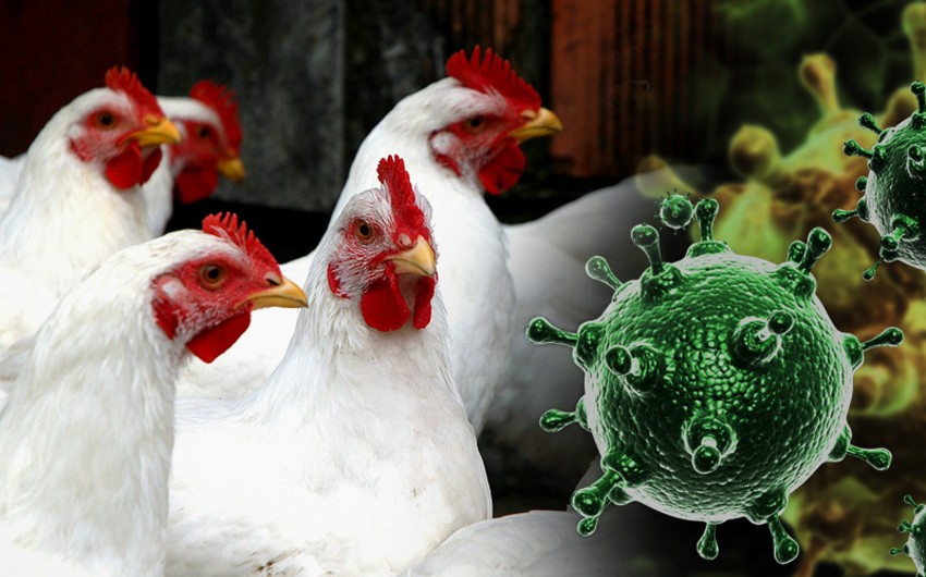 В Чехии зафиксировали вспышку птичьего гриппа