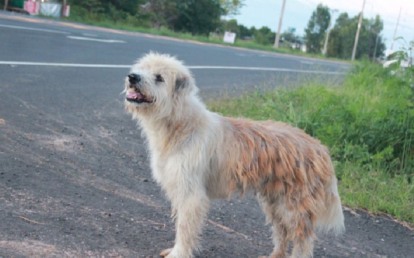 Потерявшаяся собака четыре года дожидалась хозяев в Таиланде - ВИДЕО - ФОТО