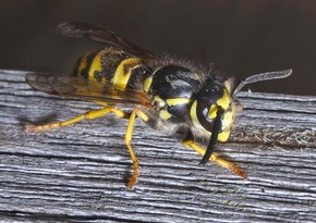 Britaniyada arıların hücumuna görə küçələrə çıxmaq təhlükəlidir