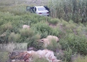 Kürdəmirdə yol qəzasında yaralanan çoban xəstəxanada ölüb – YENİLƏNİB