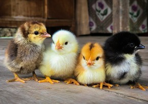 Azerbaijan accounts for 64% of Georgia's chicken exports