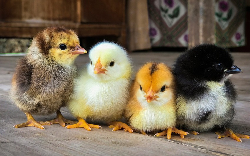 В этом году 64% экспорта цыплят из Грузии пришлось на Азербайджан
