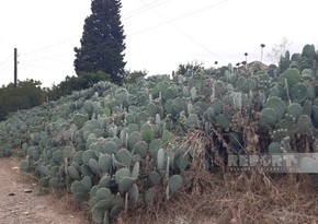 Cəlilabadın kaktuslu kəndindən FOTOREPORTAJ